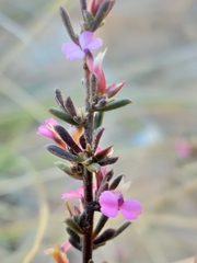Muraltia dispersa