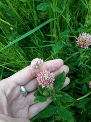 Trifolium hybridum