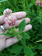 Trifolium hybridum