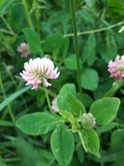Trifolium hybridum