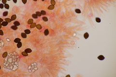 Panaeolus acuminatus