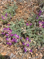 Astragalus missouriensis