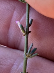 Muraltia dispersa