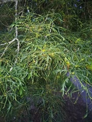 Aesculus hippocastanum