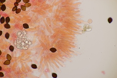 Panaeolus acuminatus