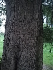 Aesculus hippocastanum