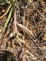 Astragalus missouriensis