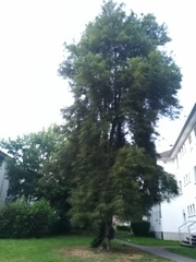 Aesculus hippocastanum