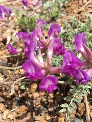 Astragalus missouriensis