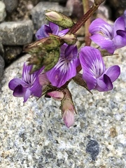 Astragalus bodinii