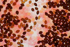 Panaeolus acuminatus