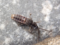 Phosphaenus hemipterus