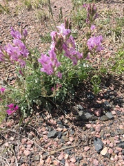 Oxytropis besseyi