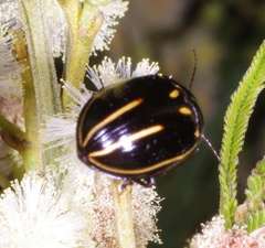 Paropsisterna lineata