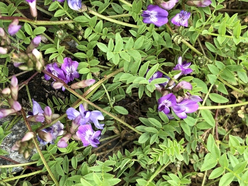 Bodin's milkvetch (Astragalus bodinii)
