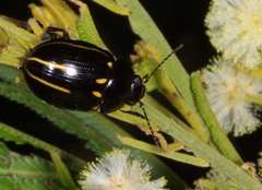 Paropsisterna lineata
