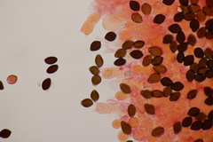 Panaeolus acuminatus
