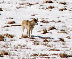 Canis latrans thamnos