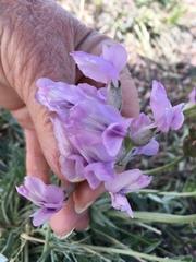 Oxytropis besseyi