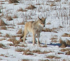 Canis latrans thamnos