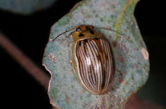 Paropsisterna insignita