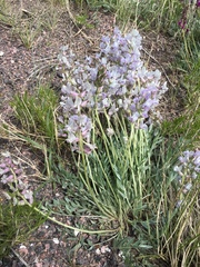 Oxytropis besseyi