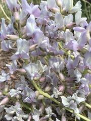 Oxytropis besseyi