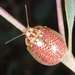 Paropsisterna decolorata - Photo (c) wendy_moore, algunos derechos reservados (CC BY)