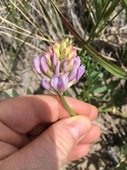 Astragalus laxmannii robustior