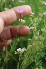 Xeranthemum cylindraceum