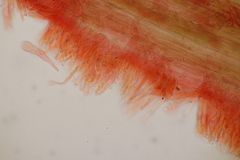 Panaeolus acuminatus