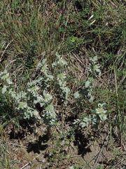 Marrubium incanum