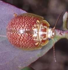 Paropsisterna decolorata