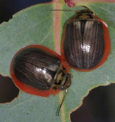 Paropsisterna agricola