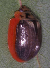 Paropsisterna agricola