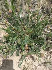 Astragalus laxmannii robustior