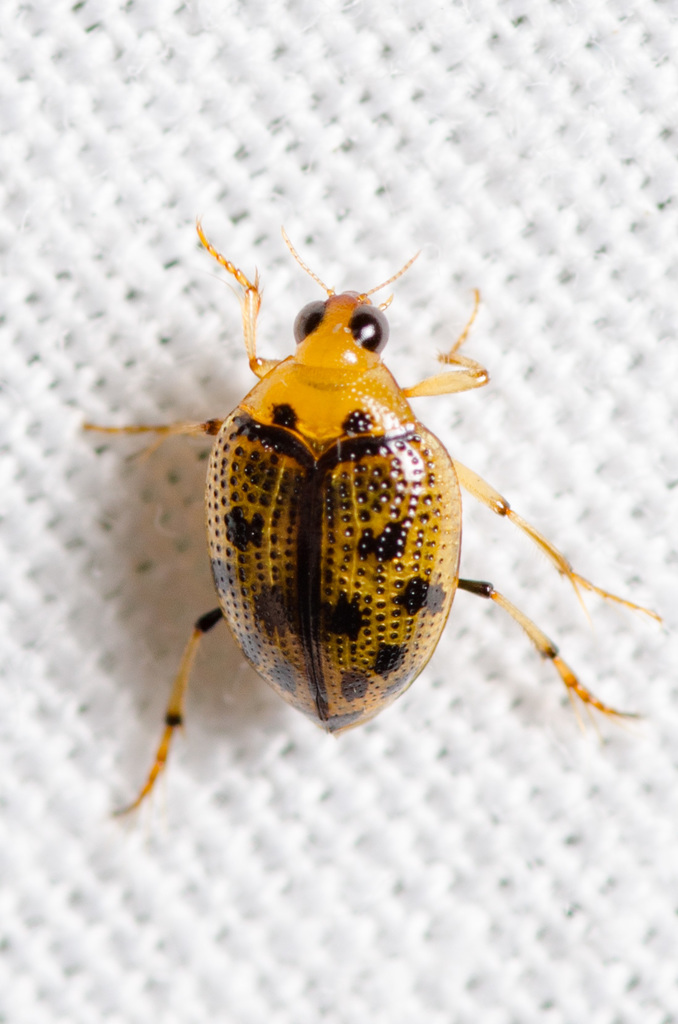 Peltodytes sexmaculatus