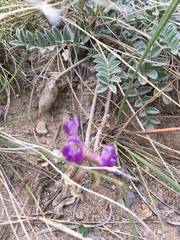 Astragalus missouriensis