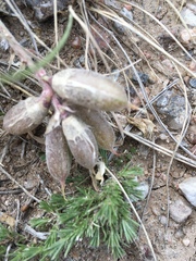Astragalus missouriensis