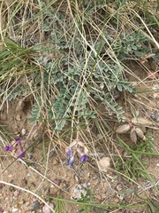 Astragalus missouriensis