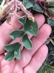 Astragalus shortianus