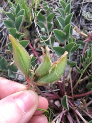 Astragalus shortianus