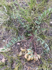 Astragalus shortianus