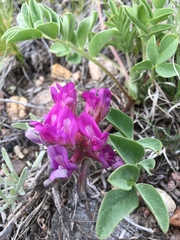 Astragalus shortianus