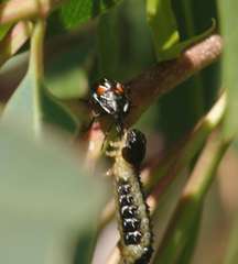 Paropsis atomaria