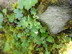 Cystopteris moupinensis