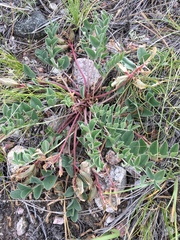Astragalus shortianus