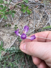 Astragalus missouriensis
