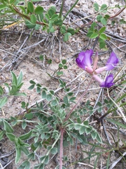 Astragalus missouriensis