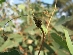 Paropsis atomaria